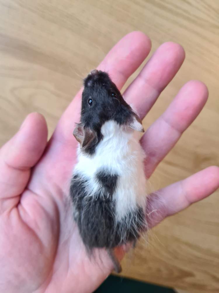 Fancy mouse Breeder Mus musculus 