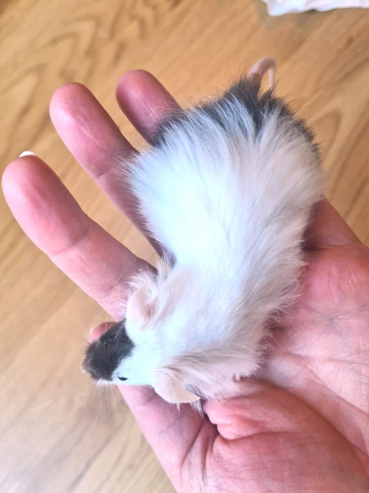Fancy mouse Breeder Mus musculus 
