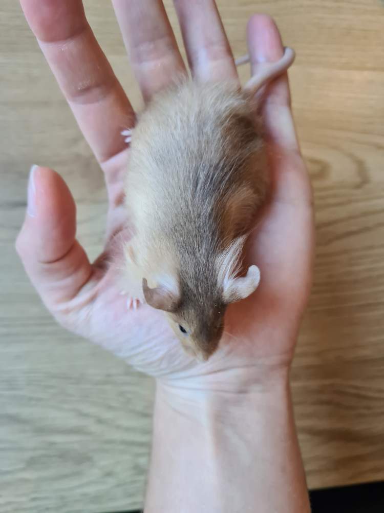 Fancy mouse Breeder Mus musculus 