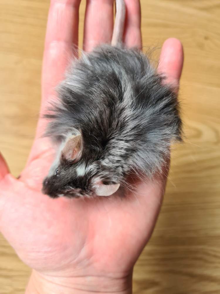 Fancy mouse Breeder Mus musculus 