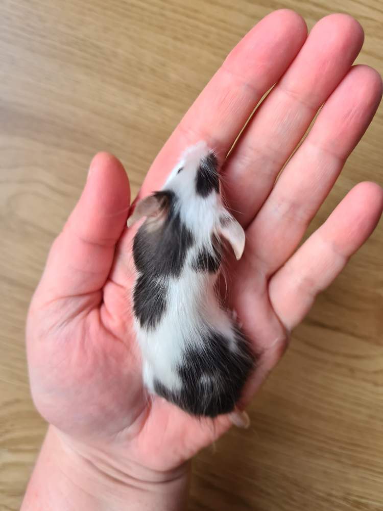 Fancy mouse Breeder Mus musculus 