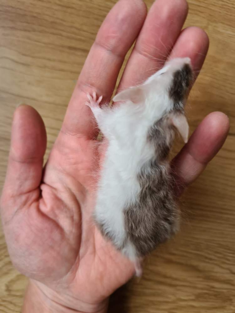 Fancy mouse Breeder Mus musculus 