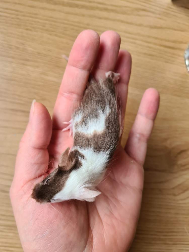 Fancy mouse Breeder Mus musculus 