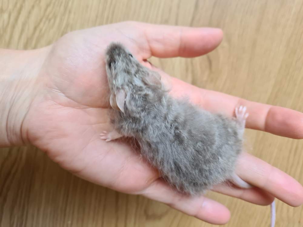 Fancy mouse Breeder Mus musculus 