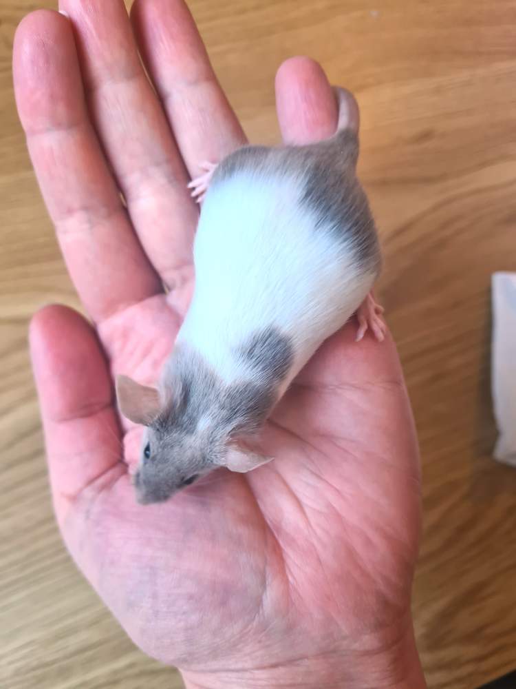 Fancy mouse Breeder Mus musculus 