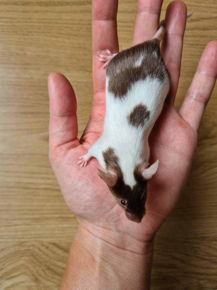 Fancy mouse Breeder Mus musculus 