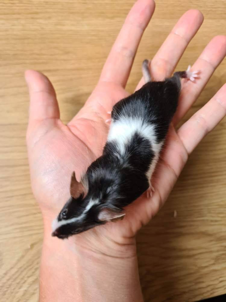 Fancy mouse Breeder Mus musculus 