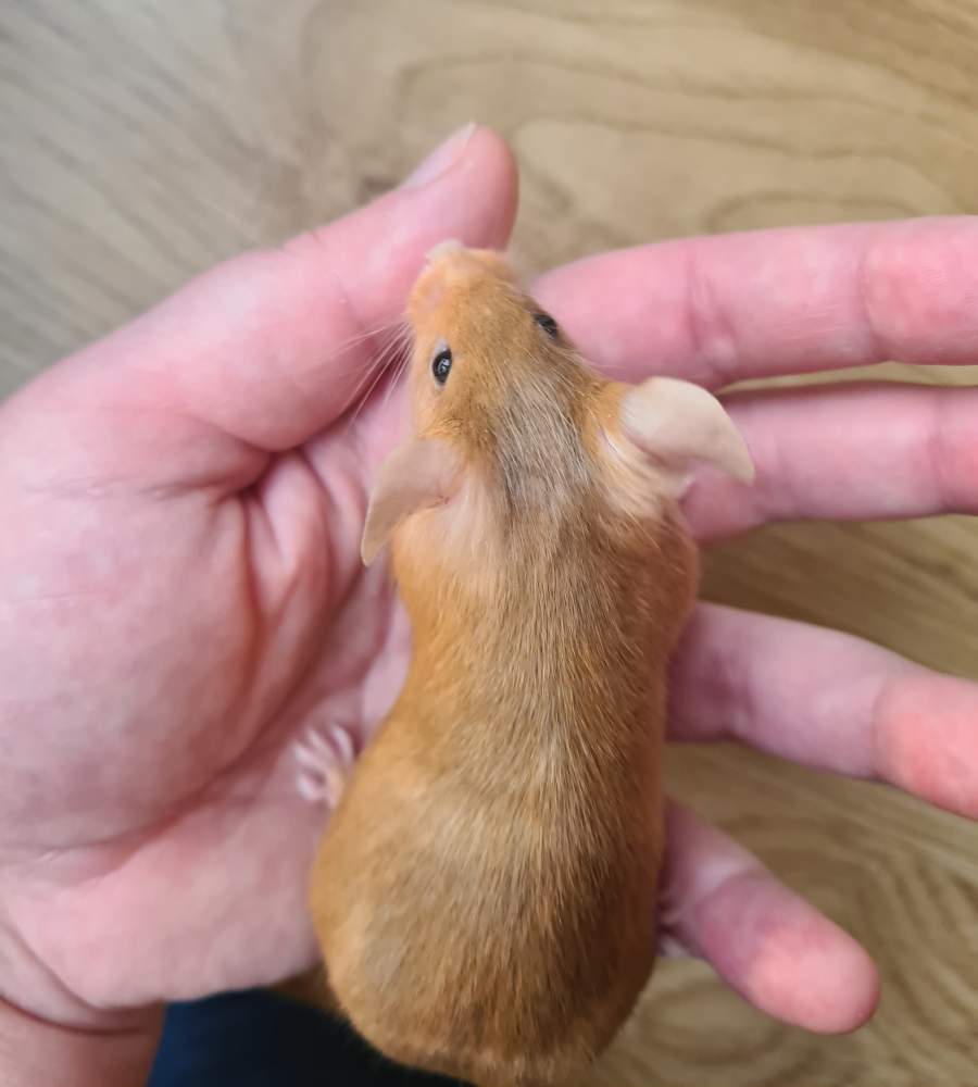 Fancy mouse Breeder Mus musculus 