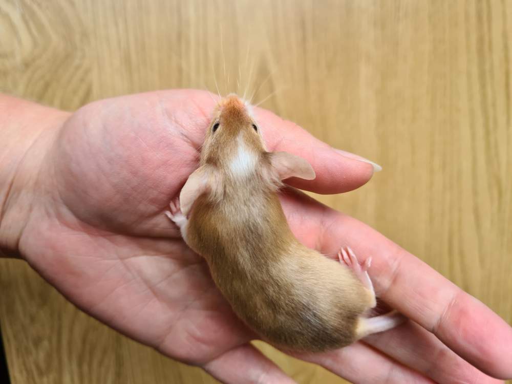 Fancy mouse Breeder Mus musculus 