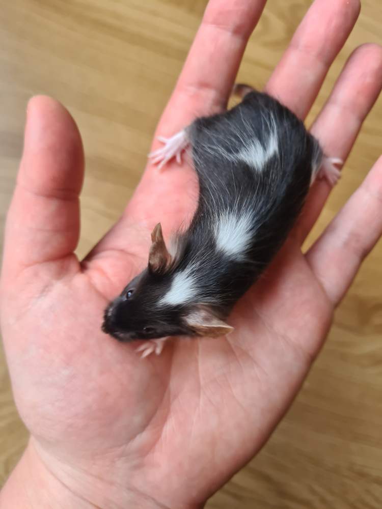 Fancy mouse Breeder Mus musculus 