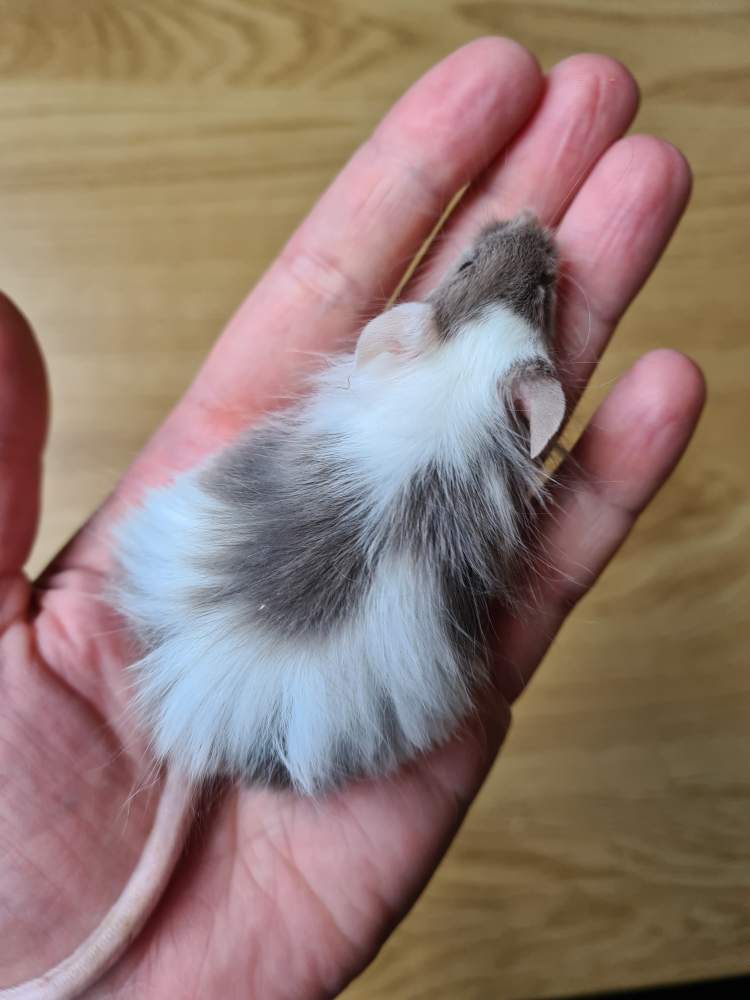Fancy mouse Breeder Mus musculus 