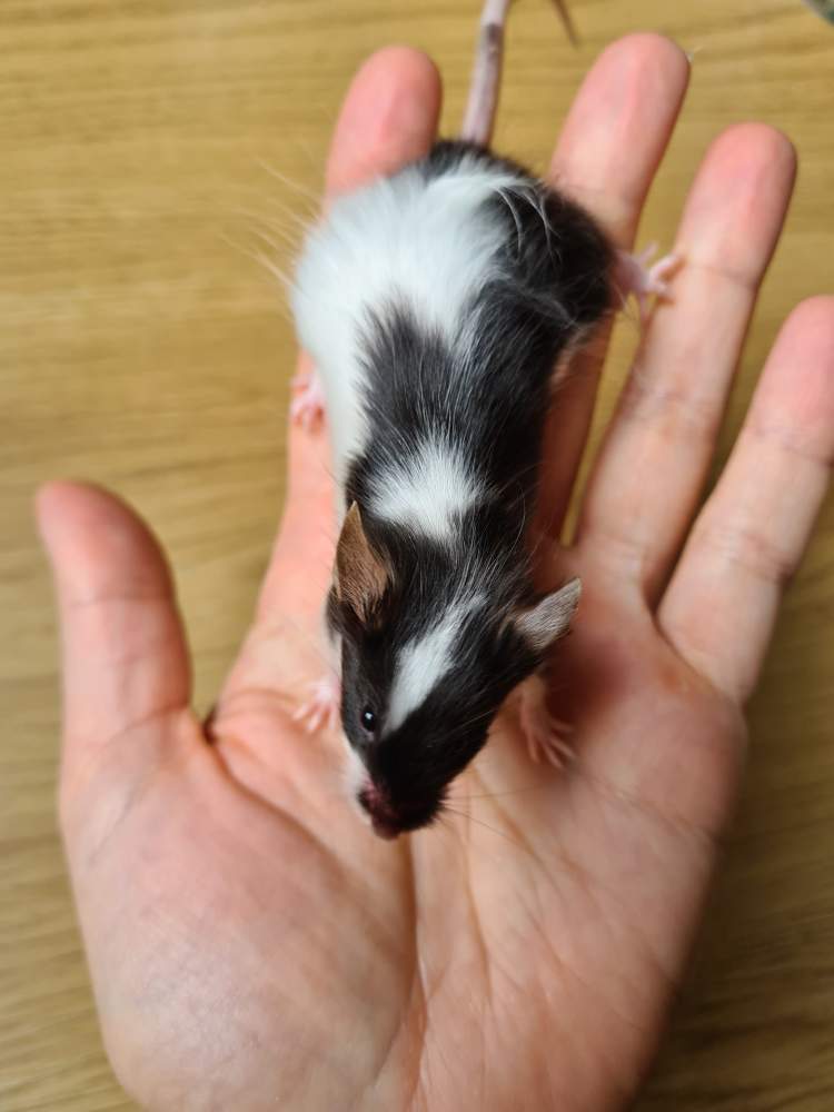 Fancy mouse Breeder Mus musculus 