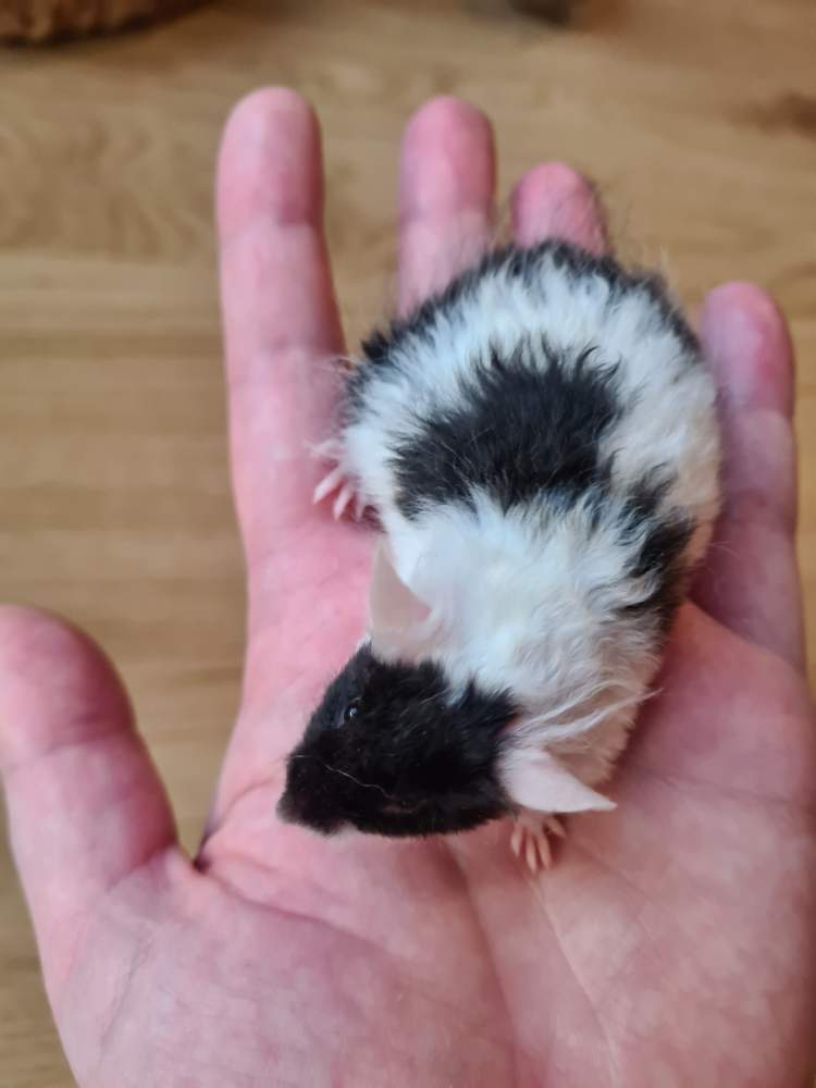 Fancy mouse Breeder Mus musculus 