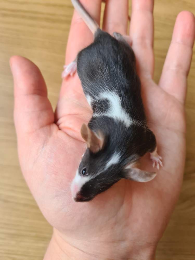 Fancy mouse Breeder Mus musculus 