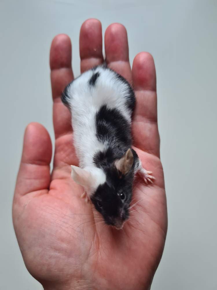 Fancy mouse Retired Mus musculus 