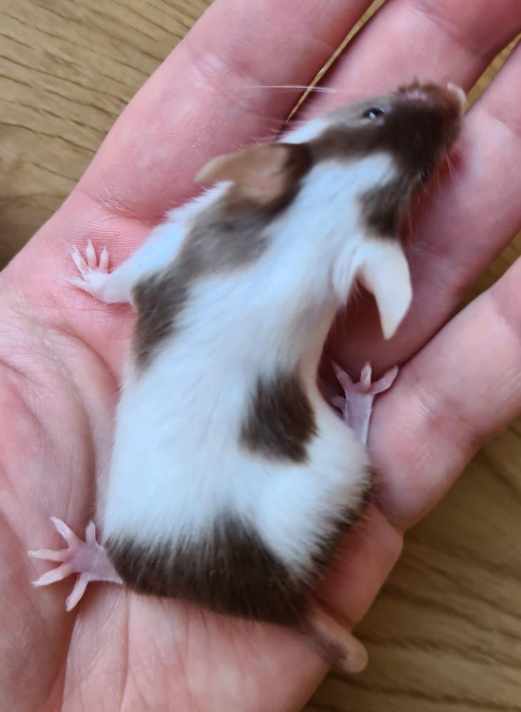 Fancy mouse Breeder Mus musculus 