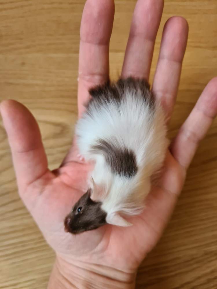 Fancy mouse Breeder Mus musculus 