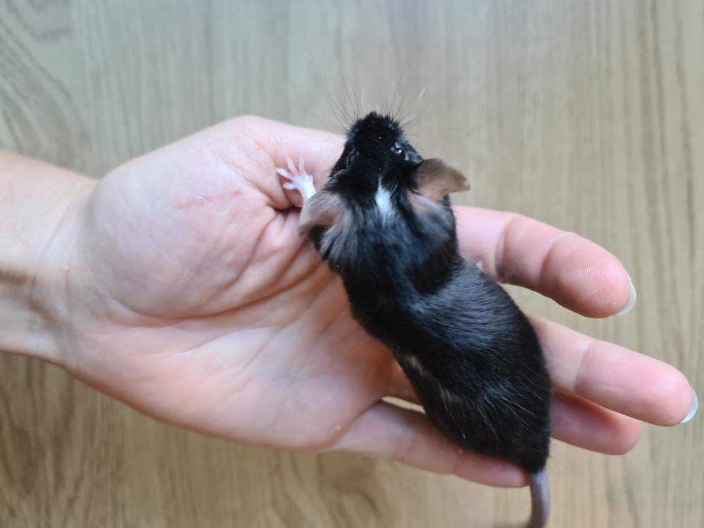Fancy mouse Breeder Mus musculus 