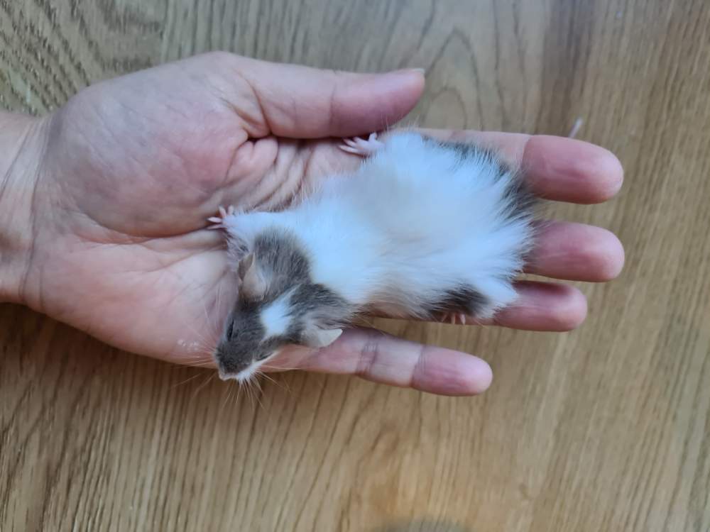 Fancy mouse Breeder Mus musculus 