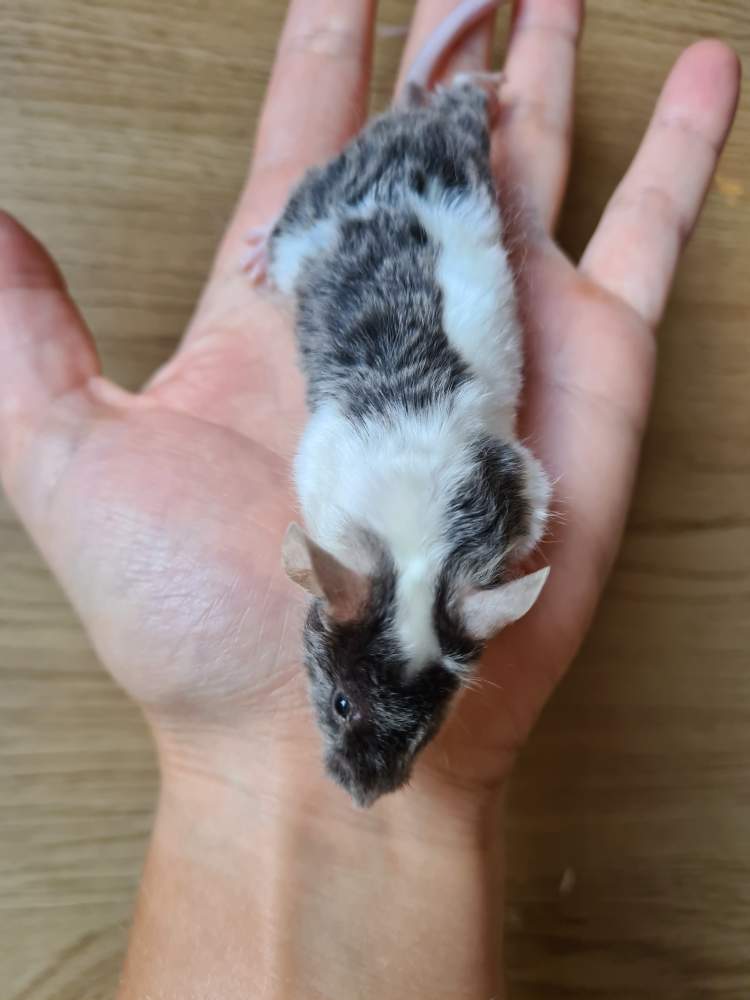 Fancy mouse Breeder Mus musculus 