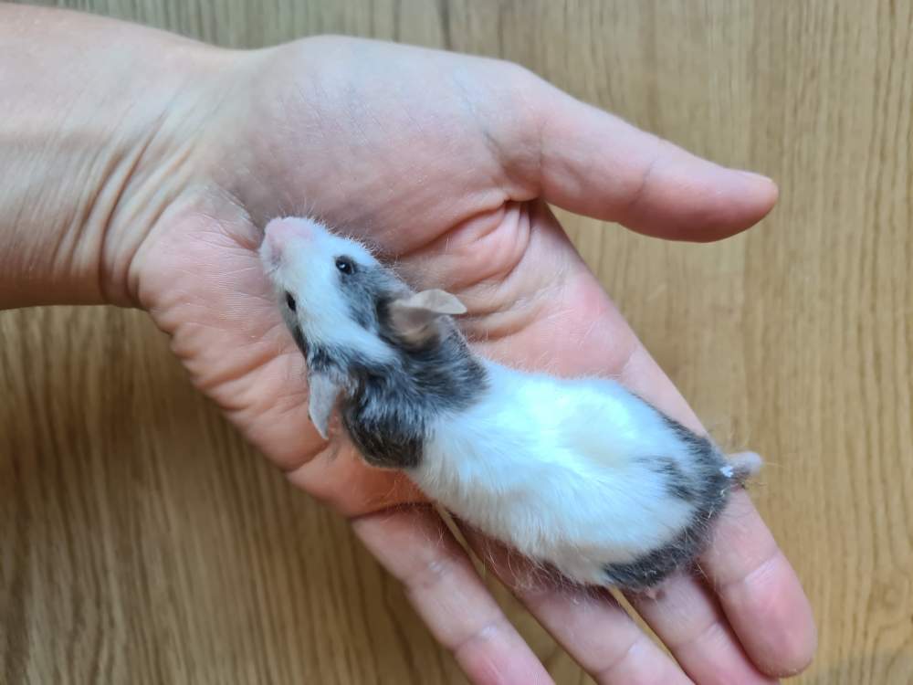 Fancy mouse Breeder Mus musculus 