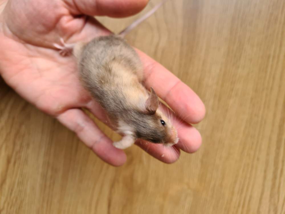 Fancy mouse Breeder Mus musculus 