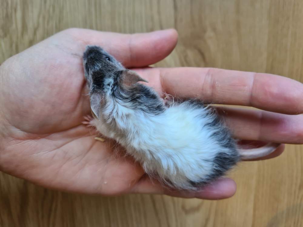 Fancy mouse Breeder Mus musculus 