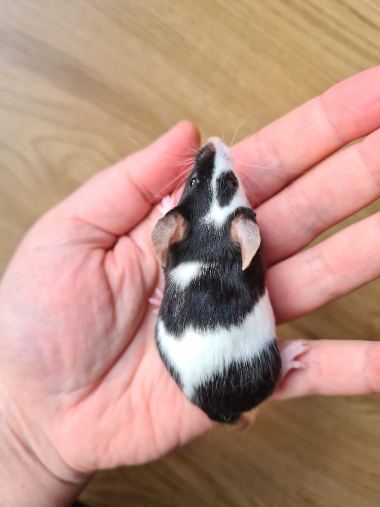 Fancy mouse Breeder Mus musculus 