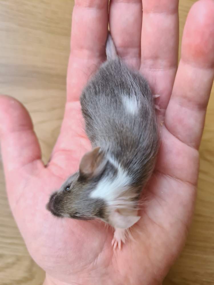 Fancy mouse Breeder Mus musculus 