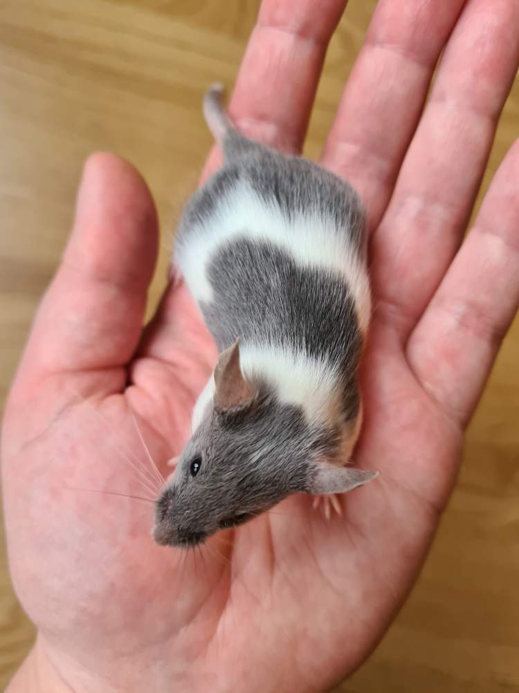 Fancy mouse Breeder Mus musculus 