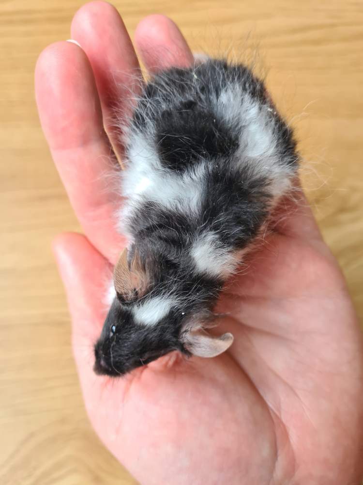 Fancy mouse Breeder Mus musculus 