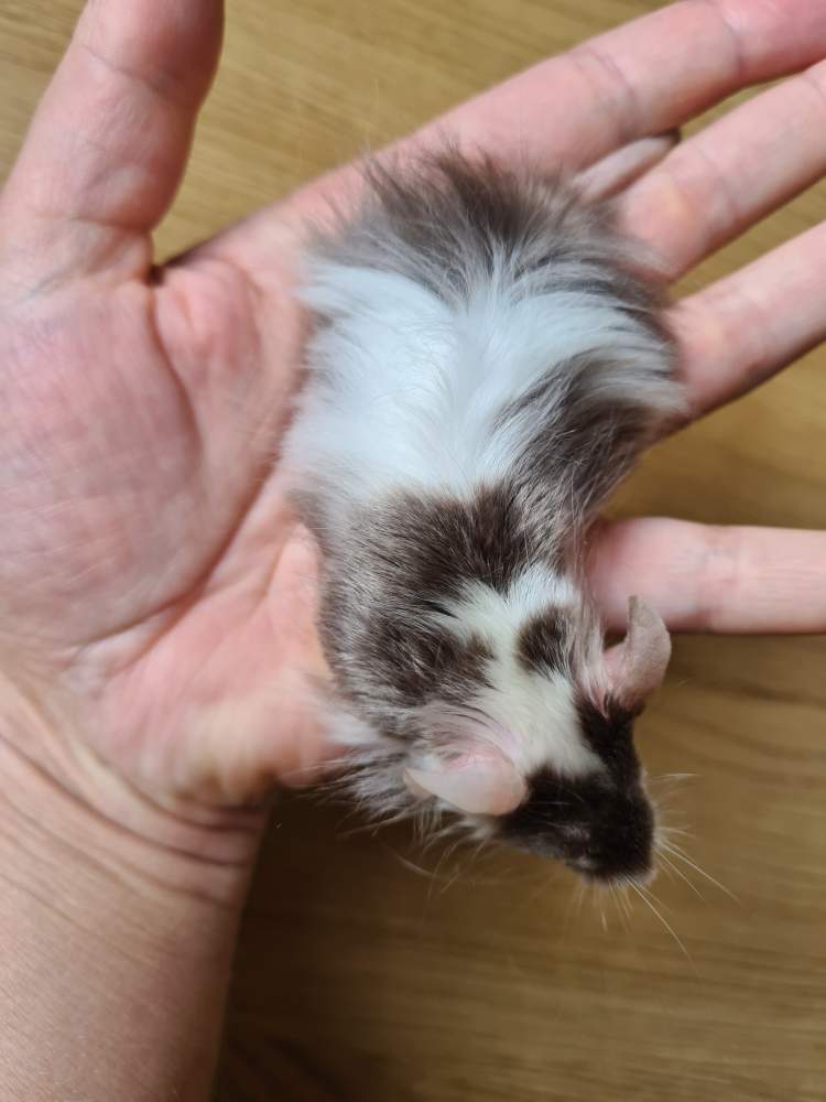 Fancy mouse Breeder Mus musculus 