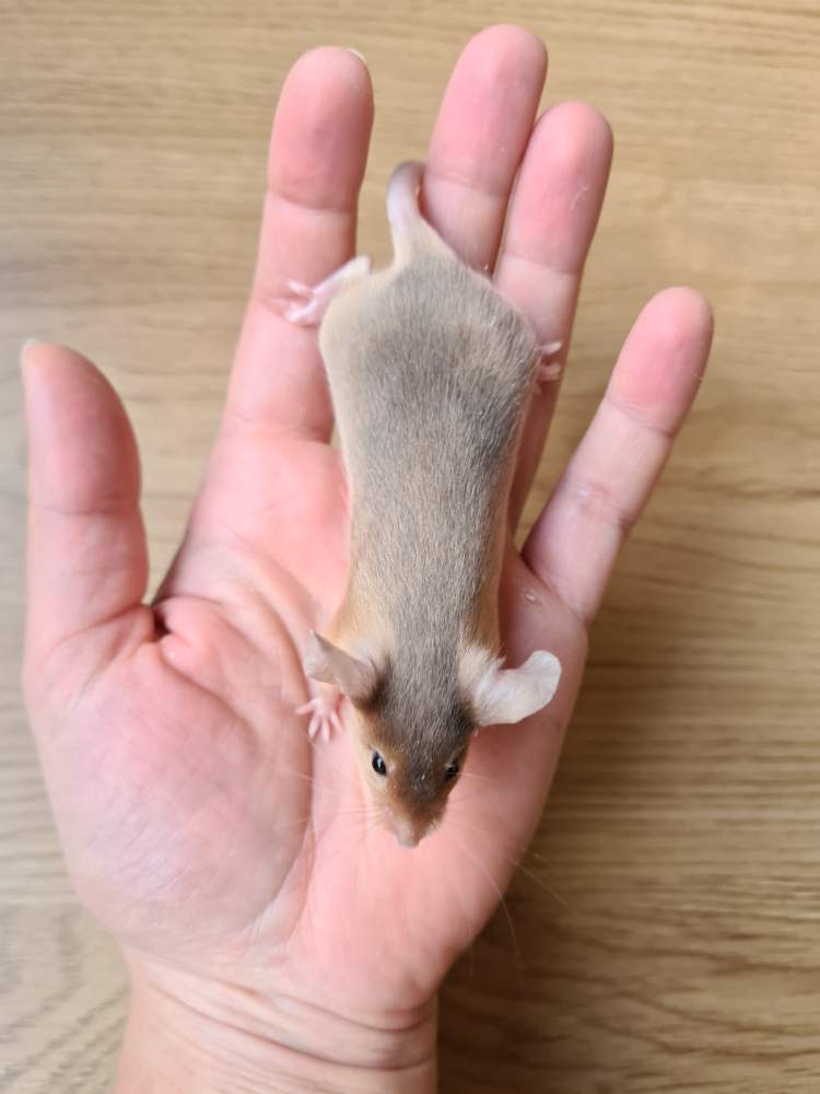 Fancy mouse Breeder Mus musculus 