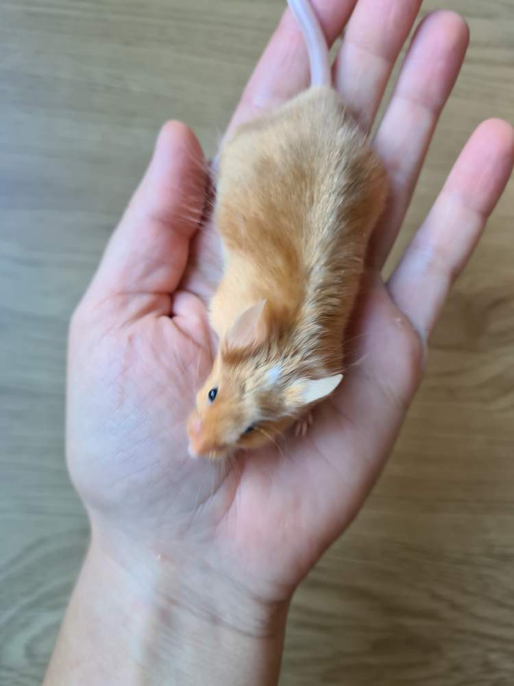 Fancy mouse Breeder Mus musculus 