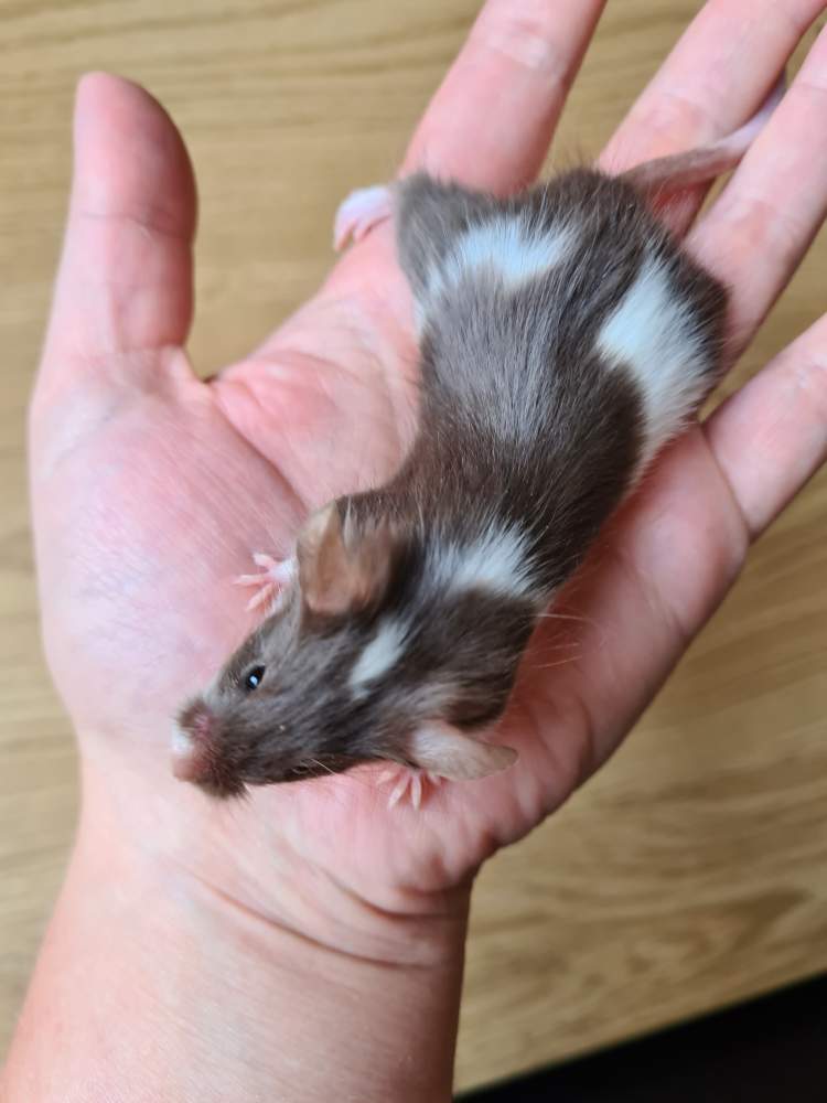 Fancy mouse Breeder Mus musculus 
