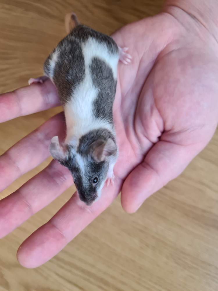Fancy mouse Breeder Mus musculus 