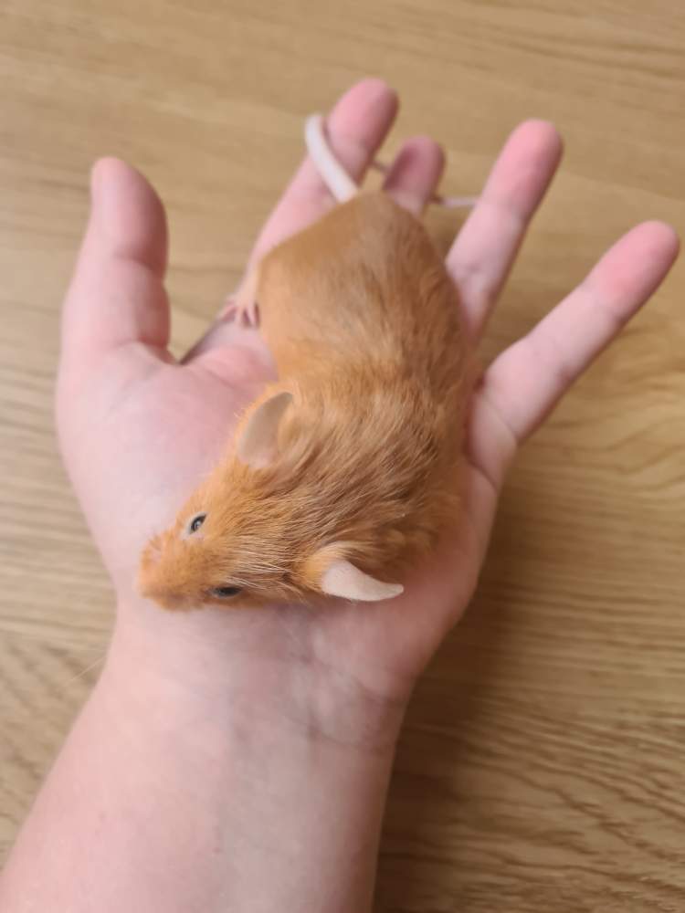 Fancy mouse Retired Mus musculus 