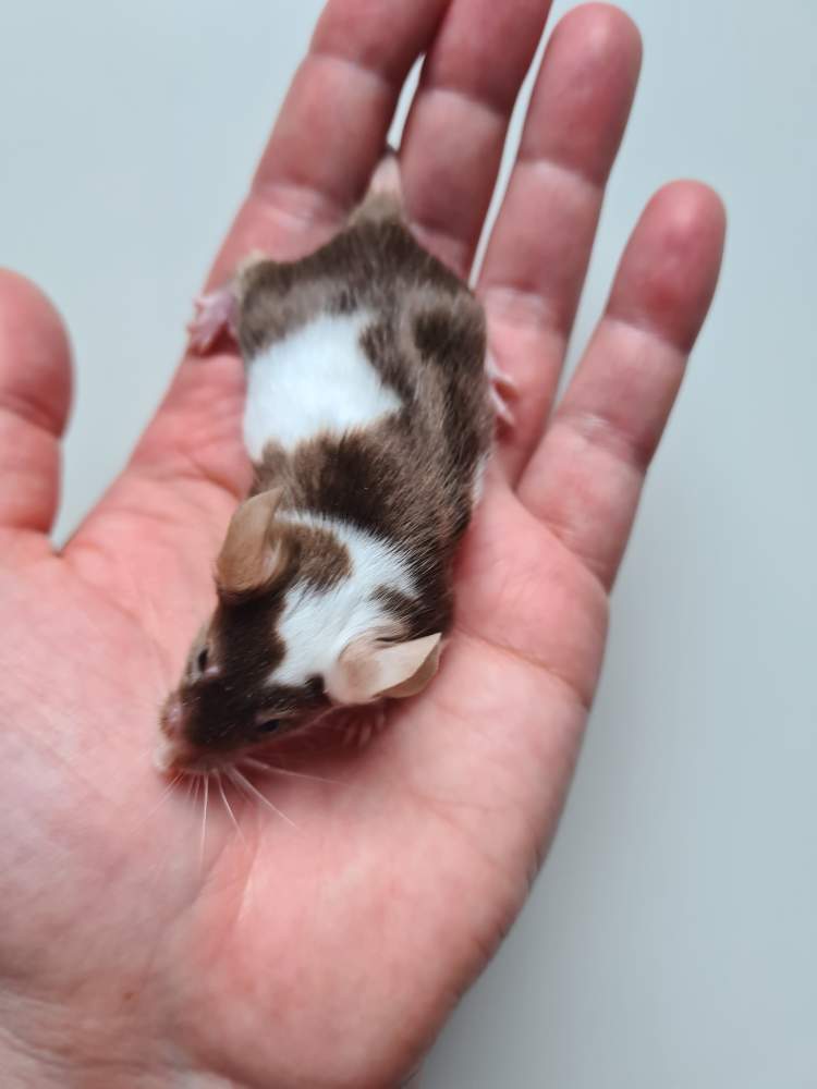 Fancy mouse Deceased Mus musculus 