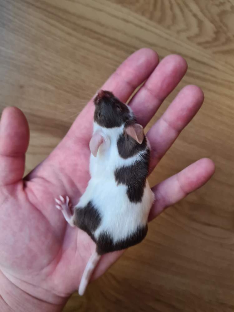Fancy mouse Breeder Mus musculus 