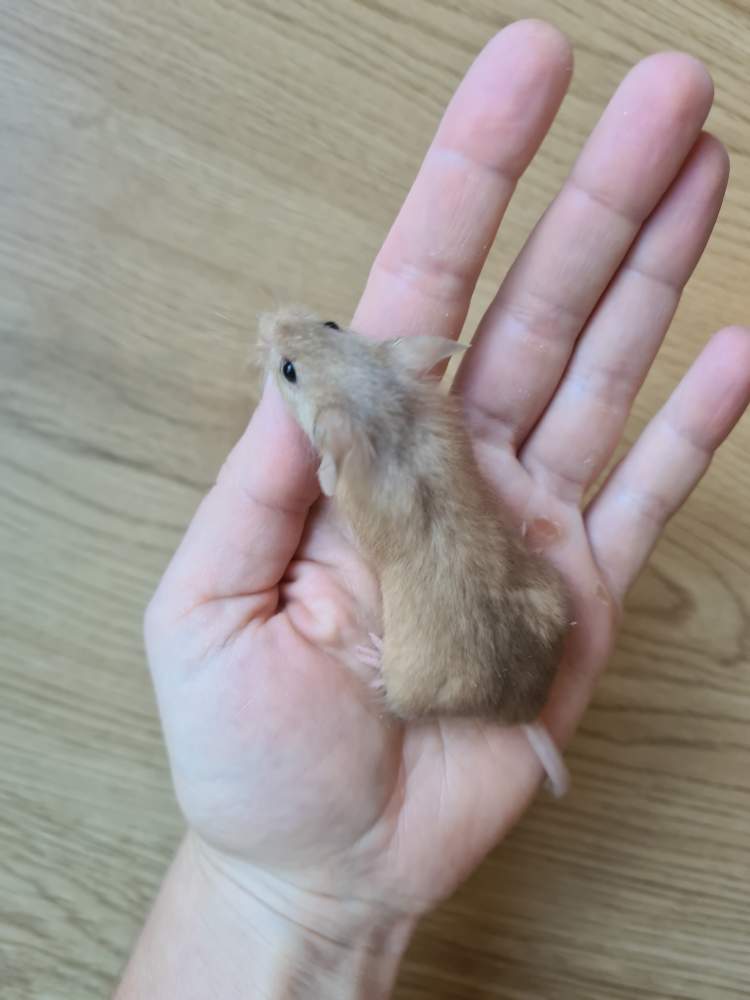 Fancy mouse Breeder Mus musculus 