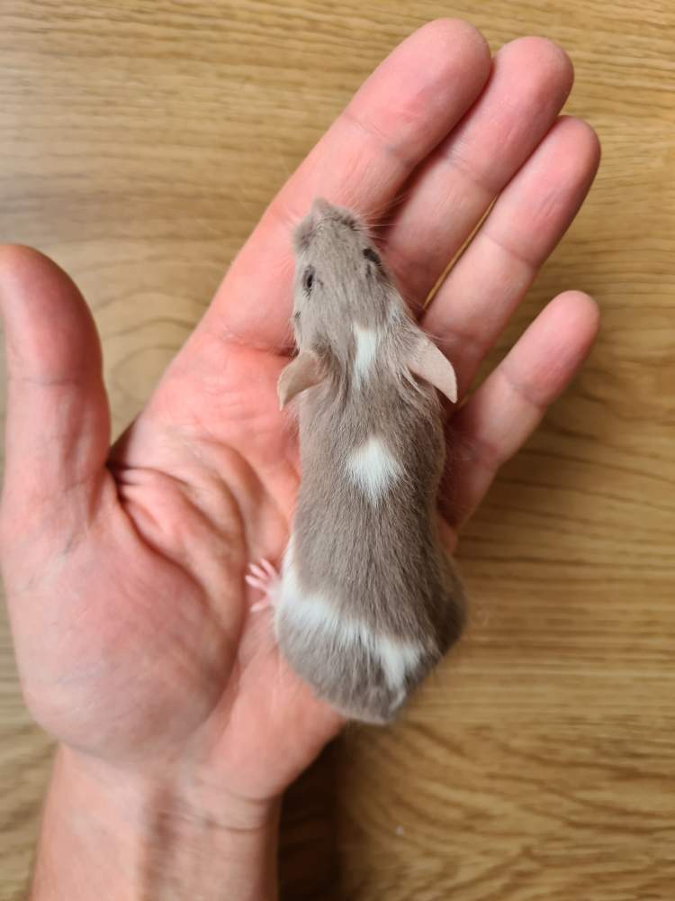 Fancy mouse Breeder Mus musculus 