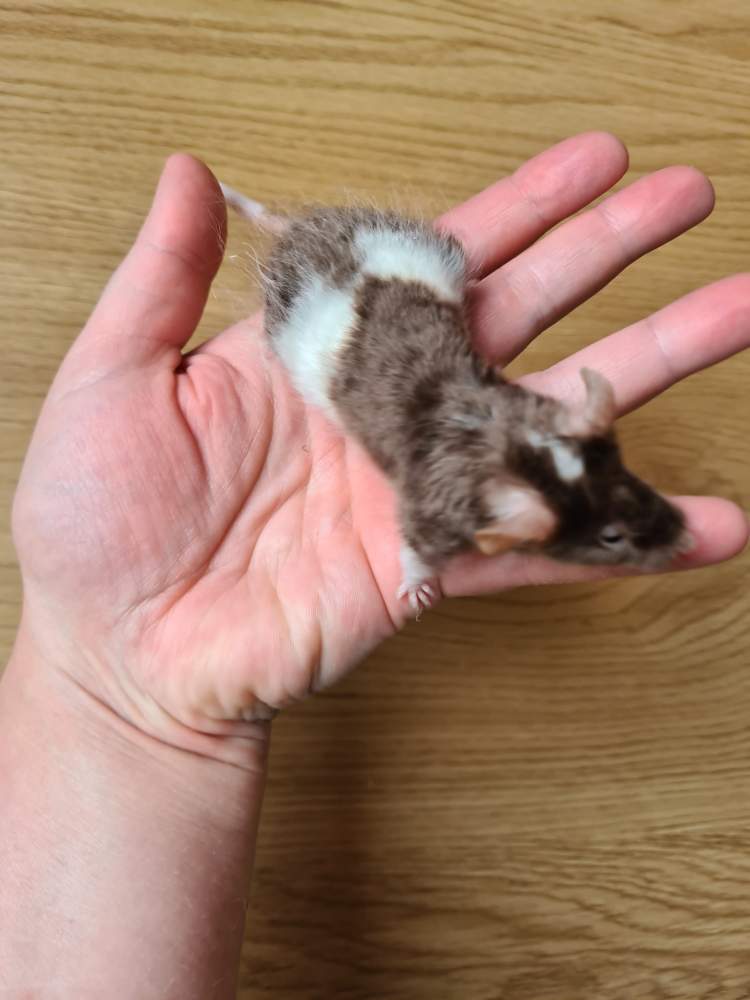Fancy mouse Breeder Mus musculus 
