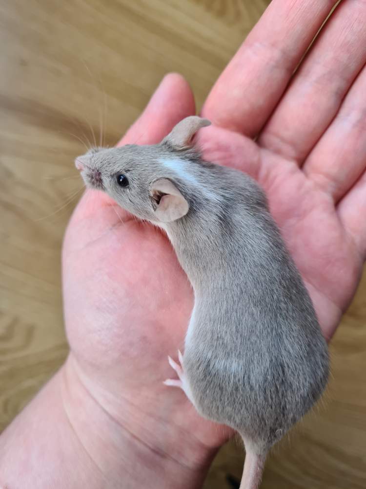 Fancy mouse Breeder Mus musculus 
