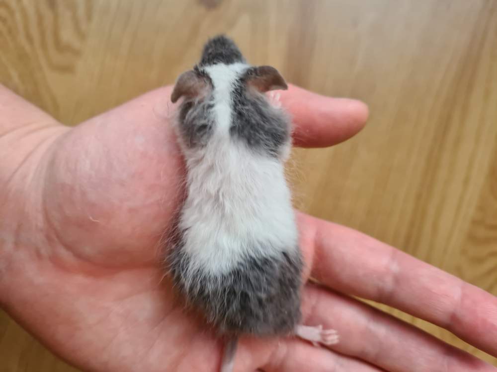 Fancy mouse Breeder Mus musculus 
