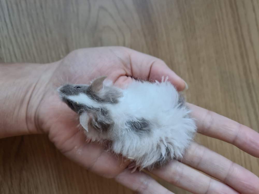 Fancy mouse Breeder Mus musculus 