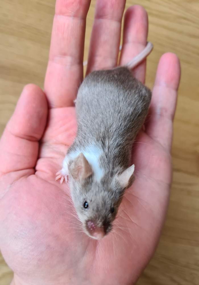 Fancy mouse Breeder Mus musculus 