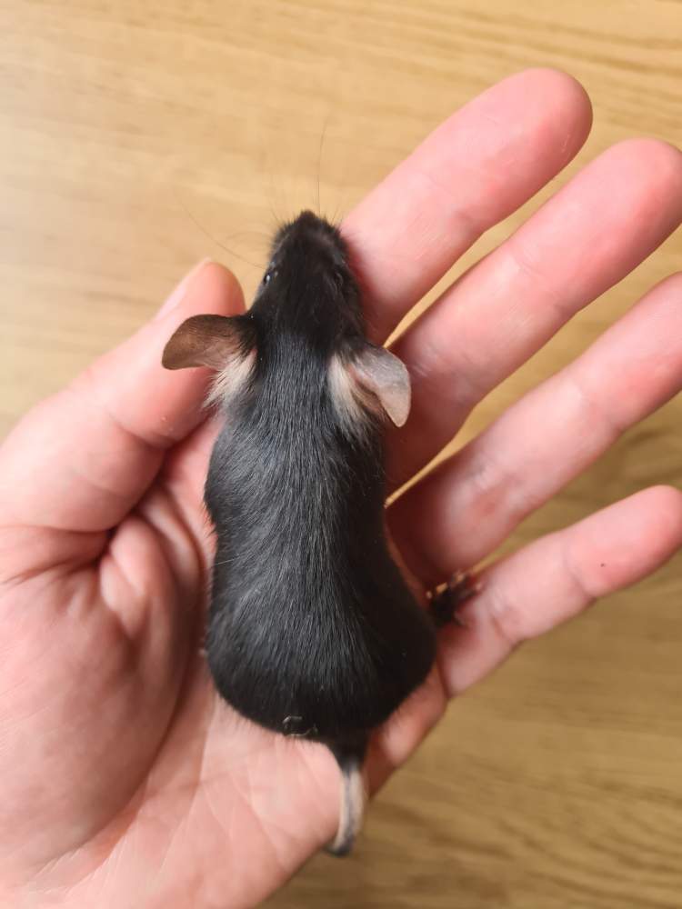 Fancy mouse Breeder Mus musculus 