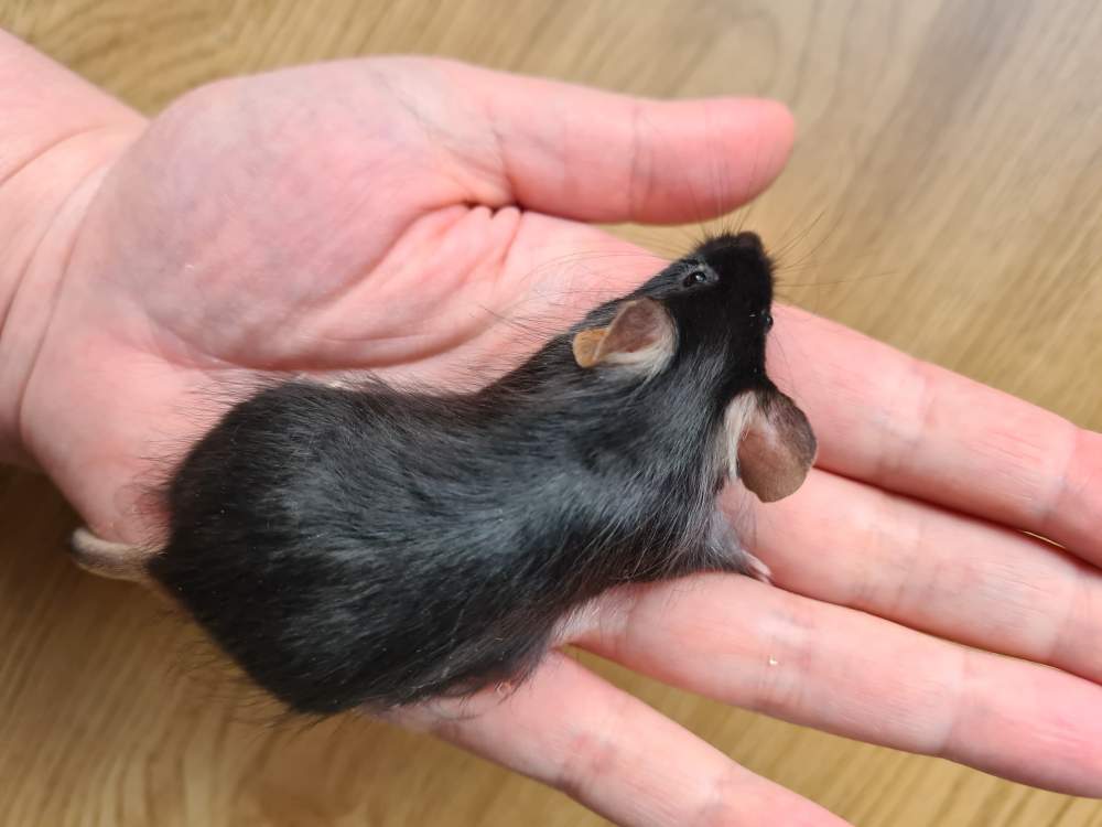 Fancy mouse Breeder Mus musculus 