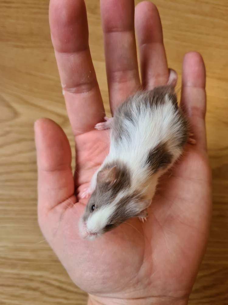 Fancy mouse Breeder Mus musculus 