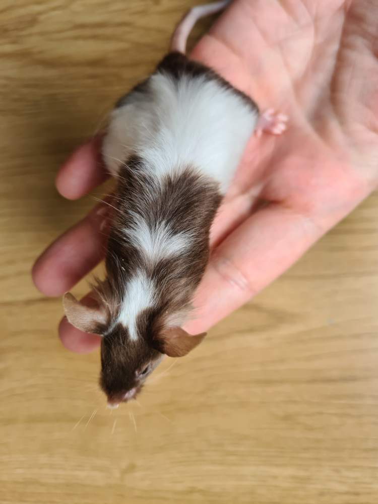 Fancy mouse Breeder Mus musculus 